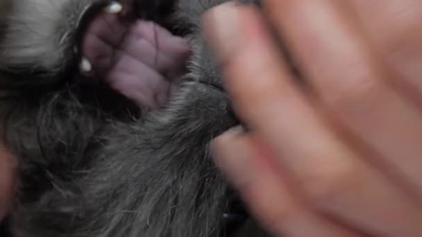 Pekerja klinik hewan bermain dengan anak anjing lucu memotong bulu — Stok Video