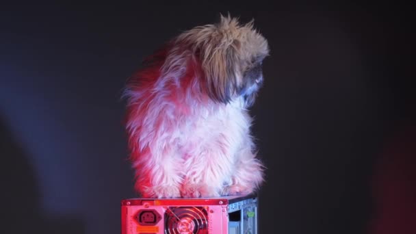 Peludo shihtzu filhote de cachorro senta-se no topo da caixa do computador preto — Vídeo de Stock