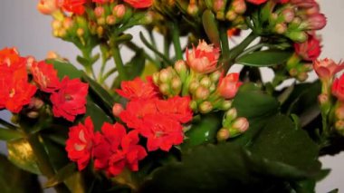 Yeşil yaprakların arasında tomurcukları olan yoğun kırmızı kalanchoe çiçekleri