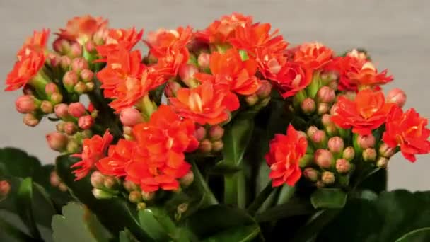 Kalanchoe con hojas verdes y densas flores rojas gira — Vídeos de Stock