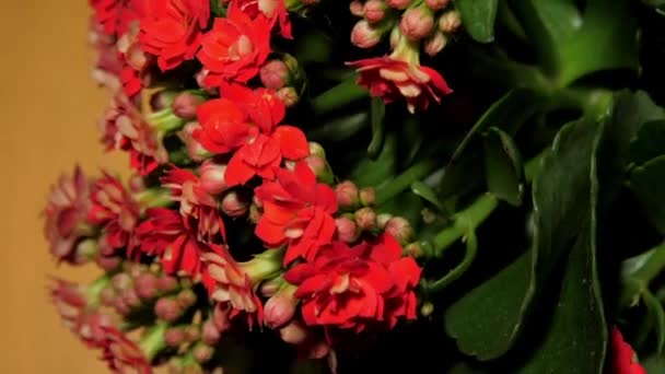 Kalanchoe Topfpflanze mit kleinen dichten roten Blüten und Knospen — Stockvideo