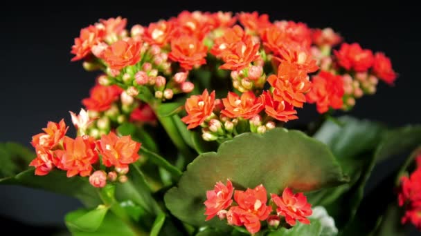 Dichte rode kalanchoë bloemen en groene bladeren draaien — Stockvideo