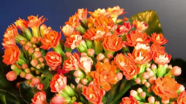 Dichte rode kalanchoë bloemen met knoppen tussen groene bladeren — Stockvideo