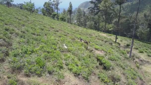 Capre divertenti pascolano passeggiando lungo la collina coperta di piante — Video Stock
