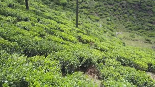 Plantas de té exuberantes crecen en el campo en gran pendiente de montaña vieja — Vídeo de stock