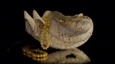 Tasarlanmış beyaz Matt Amber kolyesi özel deniz kabuğunda yatıyor.