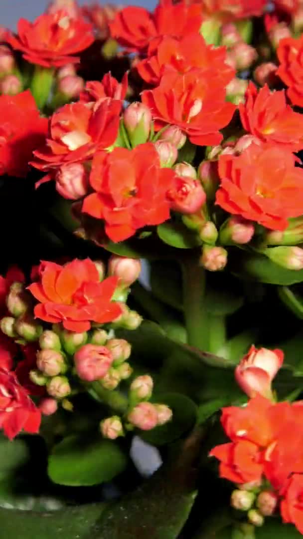 Kalanchoe planta en maceta con pequeñas flores y brotes rojos densos — Vídeos de Stock