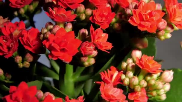 Husté červené kalanchoe květy a zelené listy rotují — Stock video