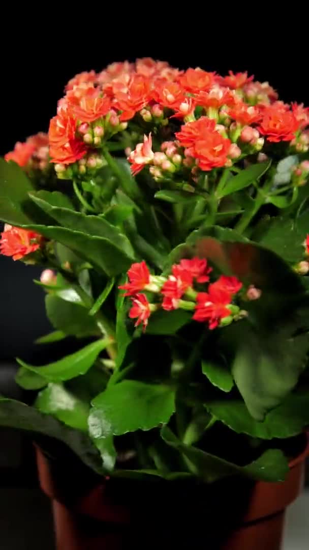 Kalanchoë potplant met groene bladeren en dichte rode bloemen — Stockvideo