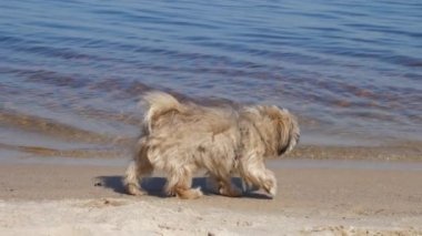 Kürklü Shih tzu köpeği kumsalda koşar ve kum kokusu alır.