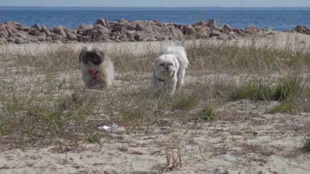 Furry Shih tzu hundar med kragar löper längs sandäng — Stockvideo