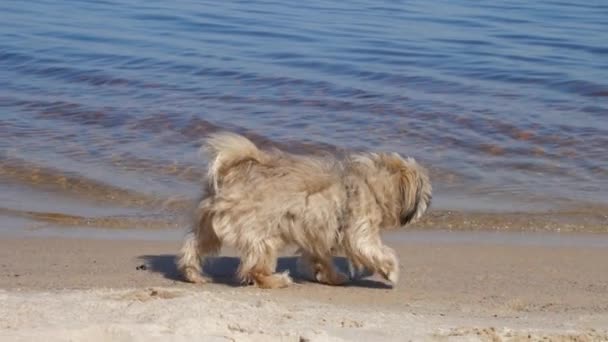 Γούνινο σκυλί Shih Tzu τρέχει κατά μήκος αμμώδη παραλία και μυρίζει άμμο — Αρχείο Βίντεο