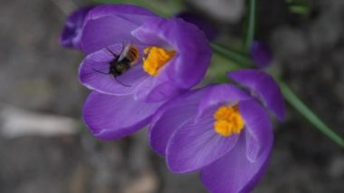 Ölü arı, sarı lekenin yanındaki mor çiçeğin üzerinde yatıyor.