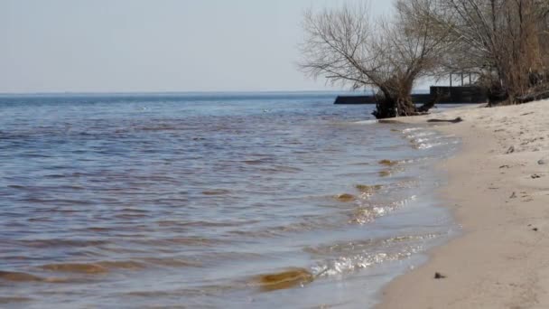 Pequeñas olas marinas rodan en la playa de arena amarilla por árboles desnudos — Vídeo de stock