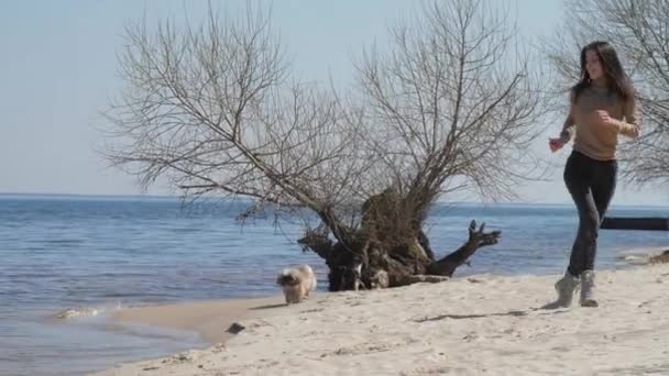 Süveterli bayan, küçük Shih tzu köpeğiyle kumların üzerinde oynuyor. — Stok video