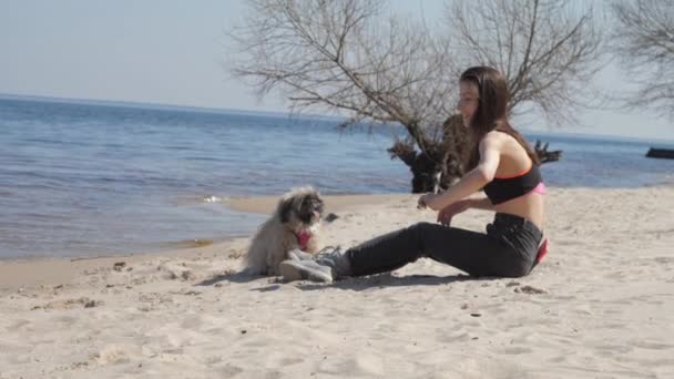 Kumsalda oturan esmer, tüylü Shih tzu köpeğini eğitir. — Stok video