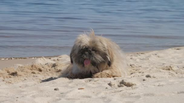 Anjing Shih tzu lelah dengan pasir di hidung terletak di pantai dekat laut — Stok Video