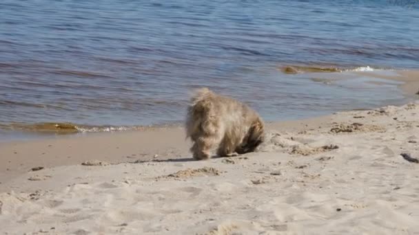 Il cane peloso Shih tzu cammina lungo la spiaggia sabbiosa e odora di sabbia — Video Stock