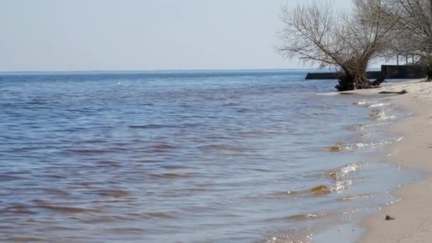 Piccole onde del mare rotolano sulla spiaggia di sabbia gialla da alberi spogli — Video Stock