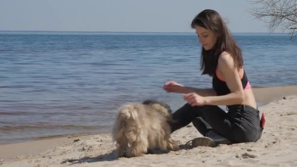 Brunette berambut panjang di atas dan jeans menggoda anjing Shih tzu — Stok Video