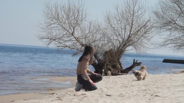 Bruna animali domestici Shih tzu cucciolo seduto sulla spiaggia di sabbia del mare — Video Stock