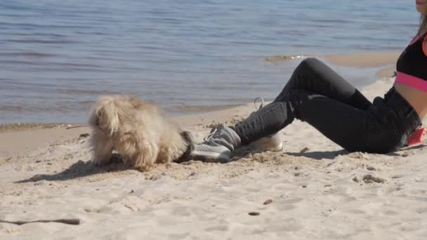 Anjing Shih tzu menggali lubang di pasir pada wanita yang duduk di pantai — Stok Video