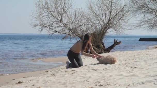 Morena animais de estimação Shih tzu cachorro sentado na areia da praia do mar — Vídeo de Stock