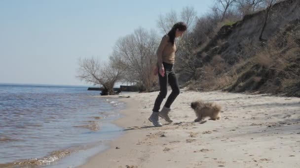 Sonriente joven mujer entrena pequeño Shih tzu cachorro corriendo — Vídeo de stock