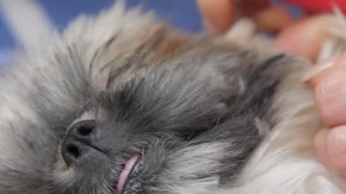 Komik shihtzu köpeği sahibi uzun kürk ve evcil hayvanları kesiyor.