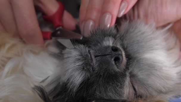 Groomer háziállatok ijedt shihtzu kiskutya és vágja barna szürke szőrme — Stock videók