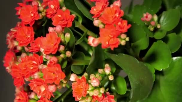 Plante décorative en pot de kalanchoe avec de petites fleurs et bourgeons — Video
