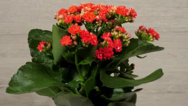 Kalanchoe med gröna blad och täta röda blommor roterar — Stockvideo