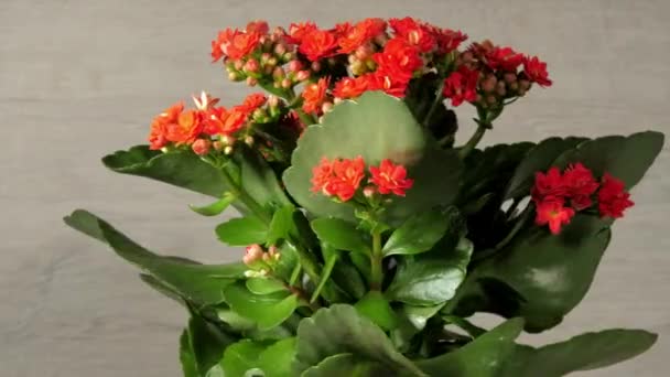 Kalanchoë met groene bladeren en dichte rode bloemen draait — Stockvideo