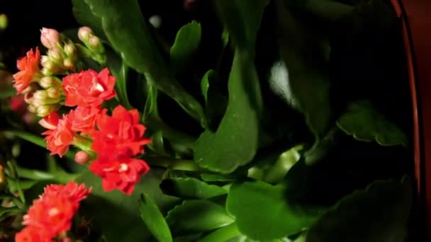 Kalanchoe planta en maceta con hojas verdes y flores rojas densas — Vídeos de Stock