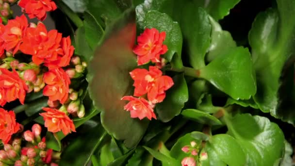 Planta decorativa en maceta kalanchoe con pequeñas flores y brotes — Vídeo de stock