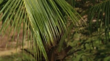 Tropikal bölgelere yağmur yağıyor.