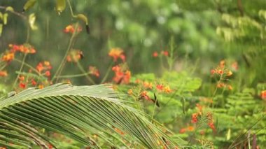Tropikal bölgelere yağmur yağıyor.