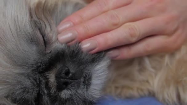 Groomer zwierzęta przestraszony szczeniak shihtzu i tnie brązowe szare futro — Wideo stockowe