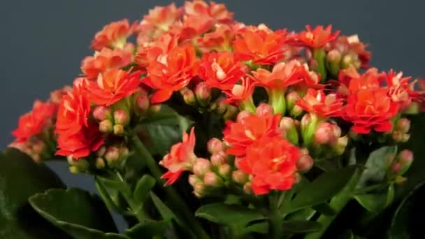 Kalanchoë met groene bladeren en dichte rode bloemen draait — Stockvideo