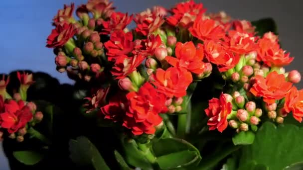 Husté červené kalanchoe květy a zelené listy rotují — Stock video