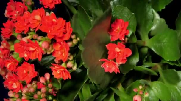 Planta decorativa en maceta kalanchoe con pequeñas flores y brotes — Vídeos de Stock