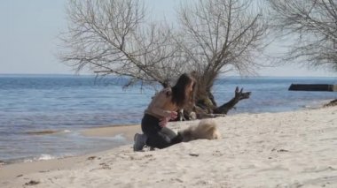 Kumsalda kumsalda oturan esmer hayvanlar Shih tzu.