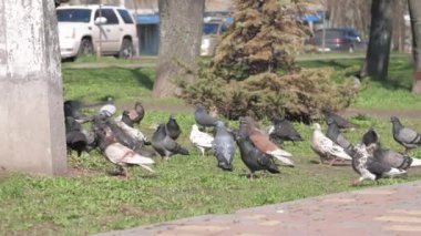 Şehir güvercinleri yeşil çimlerden uçar ve ahşap bankın yakınına inerler.