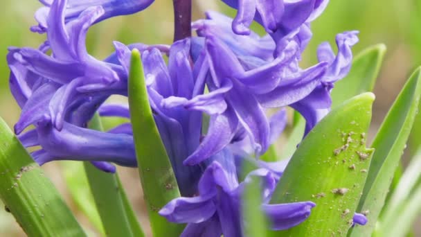 Duftende violette Hyazinthen blühen auf Stängeln mit grünen Blättern — Stockvideo