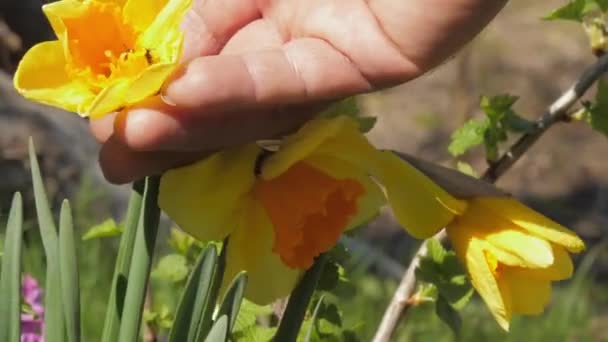 Stará osoba se dotýká žluté narcis květiny obdivovat krásu — Stock video