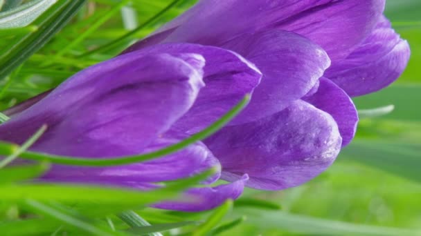 Violeta crocus pétalas de flores e jardim verde grama closeup — Vídeo de Stock