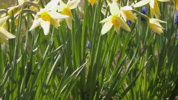 Gule narcissus blomster på grønne stængler med tynde blade – Stock-video