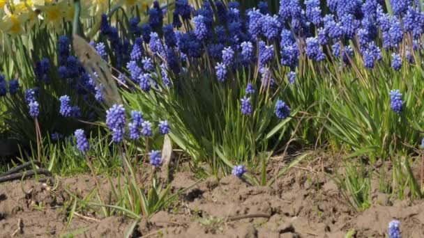 Stařec ruka vezme hnědé kovové hrábě mezi hyacinty — Stock video