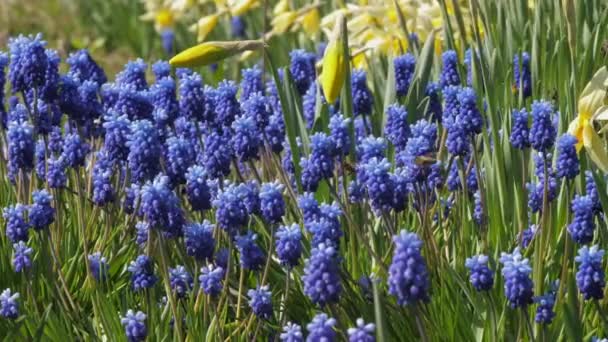 Petites jacinthes bleues fleurs et bourgeons narcisses jaunes — Video