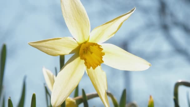 Flor narciso amarilla con pétalos grandes en tallo verde — Vídeo de stock